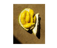 Verse Vietnamese Durian, rijk aan vruchtvlees - geweldig aroma. Verse Durian, ideaal voor groothandel, supermarkten en directe import.