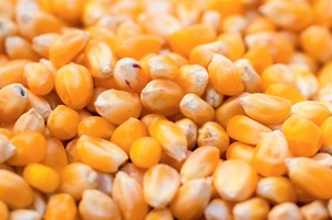 Maíz Amarillo de Calidad Alimentaria para Exportación, Maíz Multiusos para Harina, Almidón, Snacks y Fabricación de Alimentos, en Venta - Product Image 6