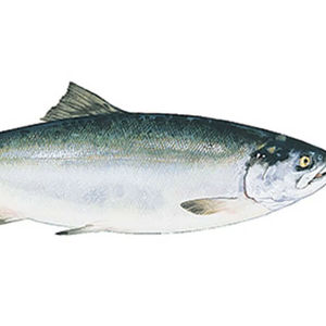 Stock en gros disponible de saumon entier congelé (produits de la mer) à vendre - Product Image 1