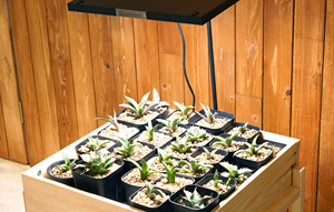 ROKI 350 Lampes de jardin LED légèrement inclinées Panneaux solaires Design moderne Coût raisonnable pour les vendeurs entiers - Product Image 2