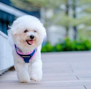 Prêt à expédier harnais pour chien Leasholic Ultra léger Oxy Mesh réglable léger confortable Sport Style en stock à la mode - Product Image 3