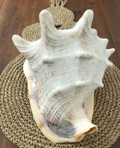 King Horned-casco de conchas marinas, 100% espécimen auténtico, Linne, proveedor de Vietnam - Product Image 2