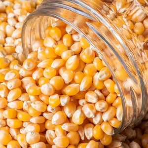 Nourriture de protéine non OGM de maïs jaune de qualité supérieure séchée naturelle disponible pour l'exportation - Product Image 1