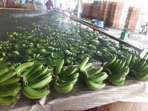 กล้วยคาเวนดิชสด ผลพรีเมียม รูปลักษณ์สม่ำเสมอ คุณภาพคงที่ พร้อมบริการจัดส่งระดับมืออาชีพ - Product Image 2