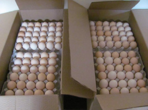 Huevos Frescos de Gallina de Corral de Color Marrón / Huevos Frescos de Gallina de Corral al por Mayor / Huevos Frescos de Gallina de Corral de Color Marrón Grandes en Bandeja - Product Image 2