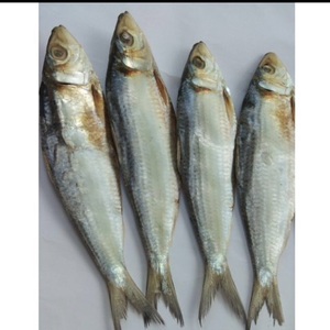 Estándar de exportación Premium para pescado de arenque seco Suministro Superior pescado de arenque seco - Product Image 2