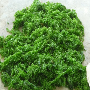 สาหร่ายสีเขียวอบแห้ง ulva Lactuca จากเวียดนาม - Product Image 3