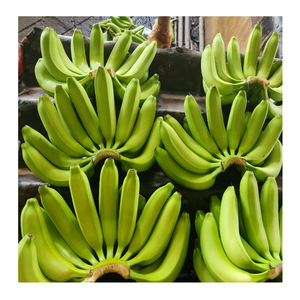 Plátanos frescos cultivados en Vietnam, arboledas exuberantes, naturalmente dulces para recetas, aperitivos, postres, fáciles de usar, frescura seductora - Product Image 1