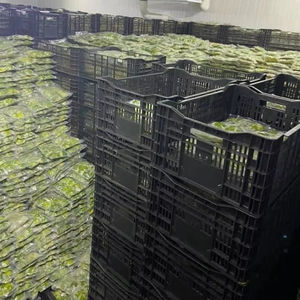 Avocat congelé de qualité supérieure en dés, emballage de marque privée - Product Image 1