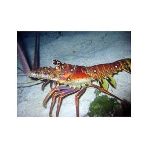 กุ้งมังกรหางเรียบ - Product Image 2