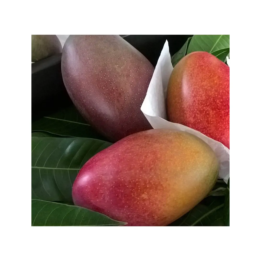 Prezzo economico frutta fresca Mango fresco esportazione di mango Alphonso di alta qualità dal Vietnam Fresh mango