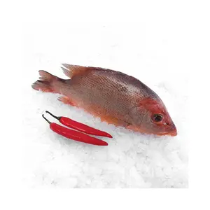 冷凍灰色ボラ魚赤ボラ全魚ブルースポット新鮮なシーフード卸売冷凍白スナッパー魚