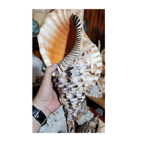 Coquillage de décoration/coquille de Triton de trompette/coquille de conque de Triton pour l'exportation