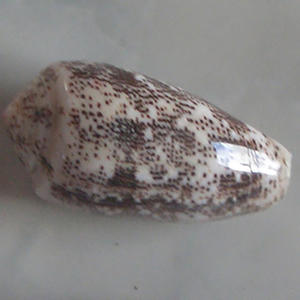 Conus Decurata JOYERÍA SEASHELL Pulido Conidae Conus Shell Motivo Tamaño mixto 5-7cm - Product Image 2