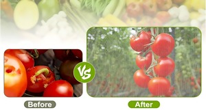 UV kháng 3m x 100m màu xanh lá cây Polyester HDPE chống côn trùng nhựa Net CuộN tùy chỉnh nhà kính mưa đá bảo vệ hailstone - Product Image 5