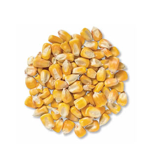 Maíz amarillo y maíz blanco para alimentación humana y animal al por mayor - Product Image 4