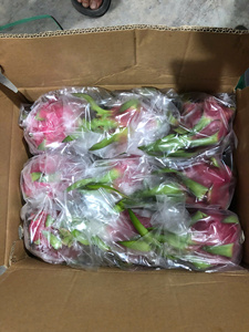 Fresh White Dragon Fruit Calidad premium y crujiente para bocadillos y jugos - Product Image 5