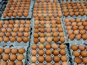 ไข่ไก่สดคุณภาพดี ขายดีที่สุด บรรจุในกล่องอย่างถูกสุขอนามัย พร้อมจัดส่งรวดเร็ว - Product Image 3