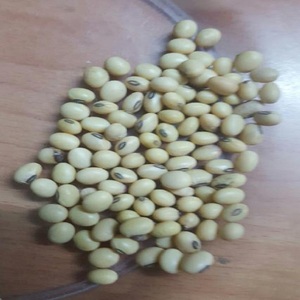 Graine de soja sans OGM de qualité supérieure (grain) à usage d'huile Pack de 50kg à haute teneur en protéines pour l'alimentation des chevaux et des animaux - Product Image 6