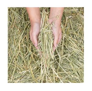 El mejor precio, heno de avena natural para caballos y ganado/heno de avena seca, stock a granel disponible con embalaje personalizado - Product Image 2