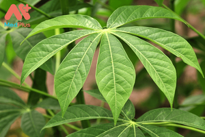 Exportador de Vietnam Hojas de yuca congeladas a granel - Product Image 2