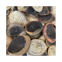 Nouvelle arrivée Coquille de Murex Operculum noire polie Coquillage Murex Operculum Escargot Murex
