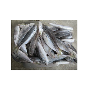Pescado Congelado: Caballa del Pacífico - Proveedor Mayorista de Caballa del Pacífico - Product Image 4