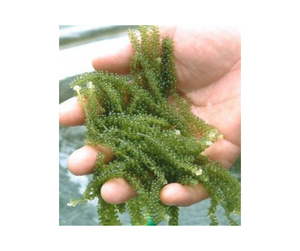 Proveedor de uva marina de Vietnam: UVA Marina deshidratada en grandes volúmenes y uva marina fresca con precios excepcionales para el envío comercial - Product Image 1