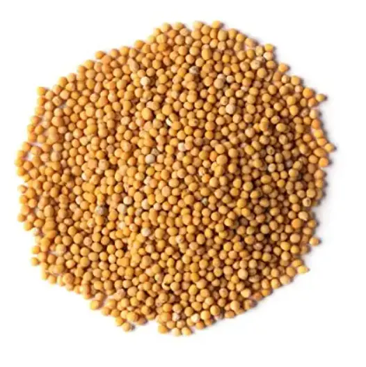 Hot Sale Yellow mustard seeds bold sortex cleaned purity 99.50% Indian origin fresh crop bulk export 25kg default packing