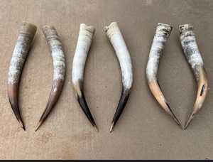 Par de cuernos africanos de buey - Product Image 4