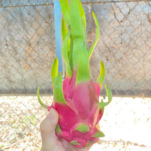 Calidad de exportación Fruta del Dragón de Vietnam Carne blanca 9kg Embalaje de cartón 350 a 550 gramos cada uno - Product Image 1