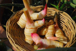Premium VIET DELTA Ms.Evan Le Morceaux de Galangal Congelés IQF pour la préparation de sauces, de soupes et la transformation alimentaire (Durée de conservation de 12 mois) - Product Image 3
