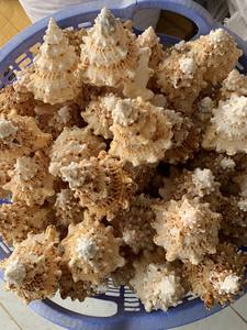 เปลือกหอยหลากสีแบบทำมือลูกปัดเปลือกหอยเปลือกหอยธรรมชาติสำหรับเครื่องประดับ - Product Image 6