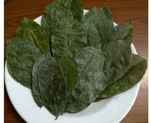 Hoja de Guanábana seca de Vietnam asequible Hoja de Guanábana seca de Graviola de alta calidad para té Bajo costo Calidad de exportación Vendedor superior - Product Image 6