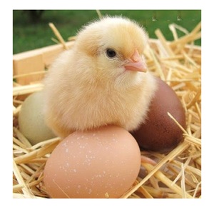 Œufs de poule frais - Œufs de poule à couver fécondés, œufs de poulet de chair blancs et bruns - Product Image 6