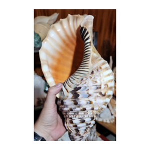 Conchas de Tritón/Concha al por Mayor: Mejores Precios, Diversos Tamaños y Formas: Tritón y Concha - Product Image 4