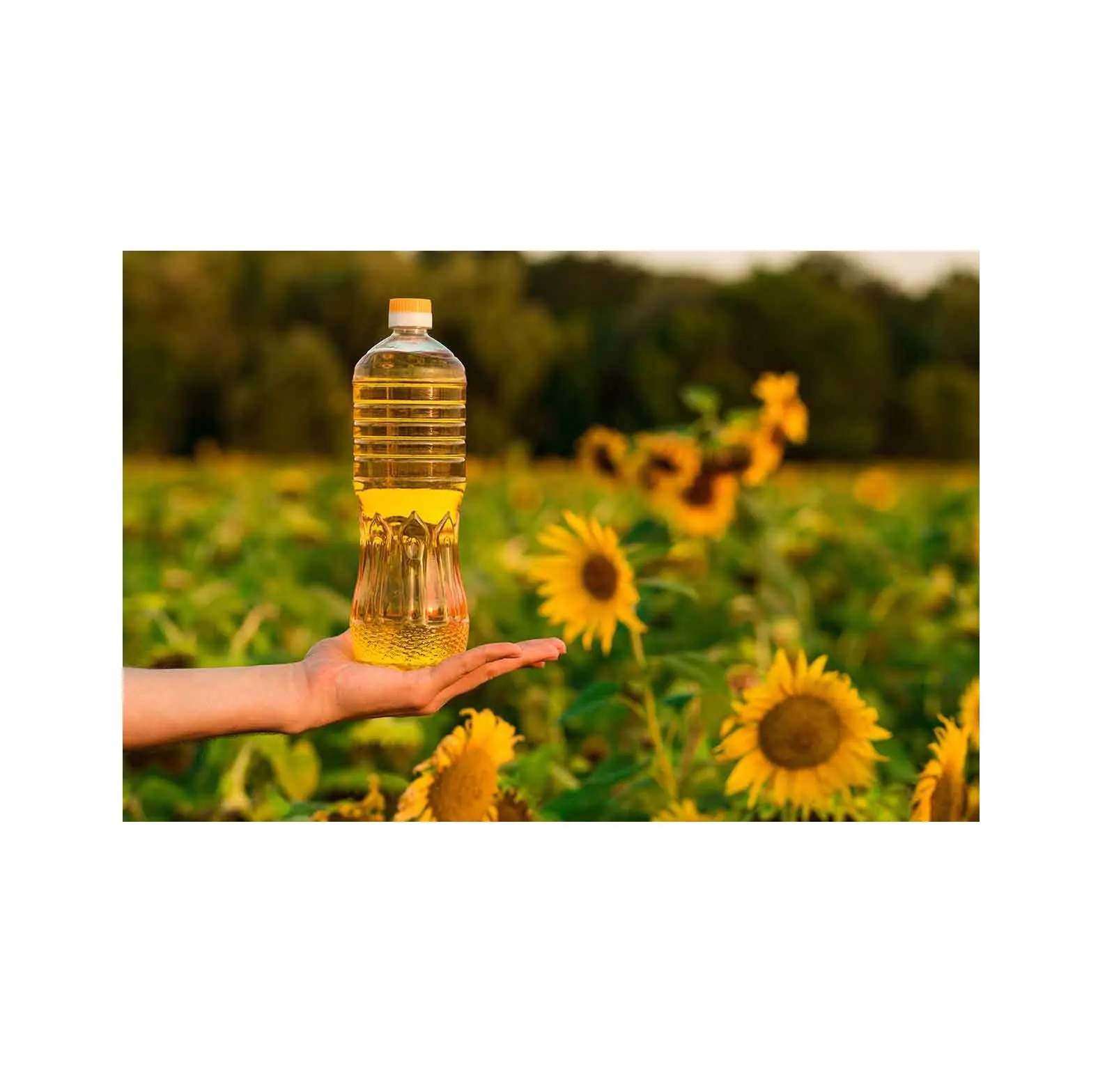 Rohes und raffiniertes Sonnenblumen öl zum Kochen von Lebensmitteln/desodor iertes Sonnenblumen öl hohe Qualität | Günstiges natürliches Sonnenblumen kernöl