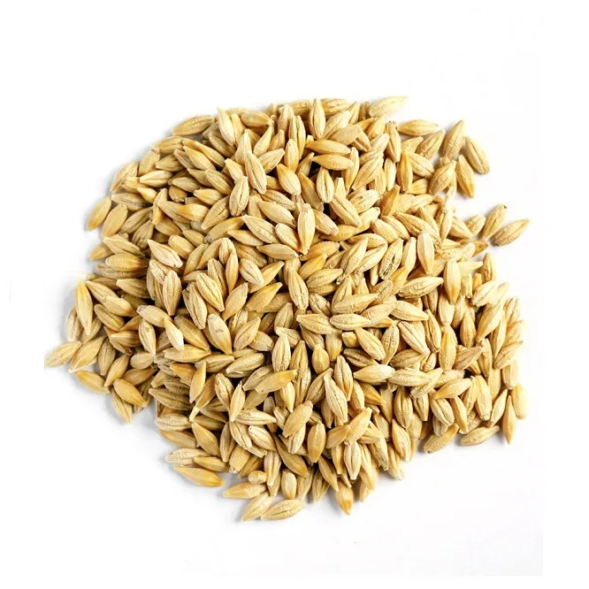 Granos de cebada Semillas de cebada Premium/Cebada para alimentación animal/granos de cebada a granel
