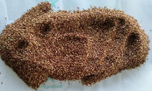 Mimosa Pudica <b>Powder</b> Exporter From India - Product Image 5