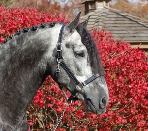 HALTER HEADCOLLAR Acolchado POSH PATENTE HALTER HEADCOLLAR - Product Image 6