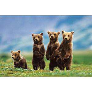 Modern Style Bear Cubs <b>Poster</b> Made of Paper for Wall Decor - Product Image 1