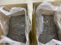 Papajazaad Voor Kruidenmengsels En Exportvoorraad