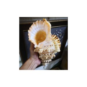 Coquille de mer blanche naturelle, vente chaude 2025, coquille de mer blanche à épines de haute qualité, collection au Vietnam - Product Image 2