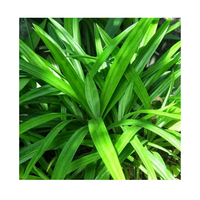 100% pur organique moins cher Pandan feuille extrait poudre prix en vrac du Viet Nam