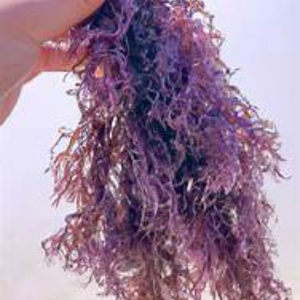 High Quality Best Price Dried Seamoss Wildcrafted Sea Moss with OEM Packaging from Vietnam - Product Image 6