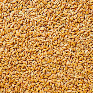 Trigo Rudo a Granel de Alta Demanda para Importadores y Comerciantes Agrícolas, Ideal para Moler, Hornear, Elaborar Cerveza y Alimentación Animal - Product Image 1