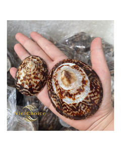 Viet Choice Vietnam Fabricante 100% Natural Lapa Shell Pulido Técnica Precio competitivo Personalizable al por mayor - Product Image 1