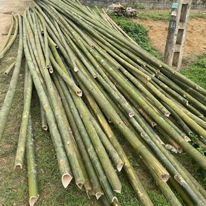 Venta al por mayor de bambú crudo ecológico a granel para exteriores, muebles de Arquitectura de paisaje natural, productos agrícolas de Vietnam - Product Image 3