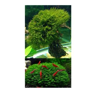 Fissidens muschio 5X5 nuovo involucro di filo 1 pezzo