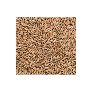 Vente en gros de graines de seigle fraîches biologiques sans OGM de haute qualité, céréales en vrac pour l'alimentation animale, approvisionnement direct du fabricant français - Product Image 2